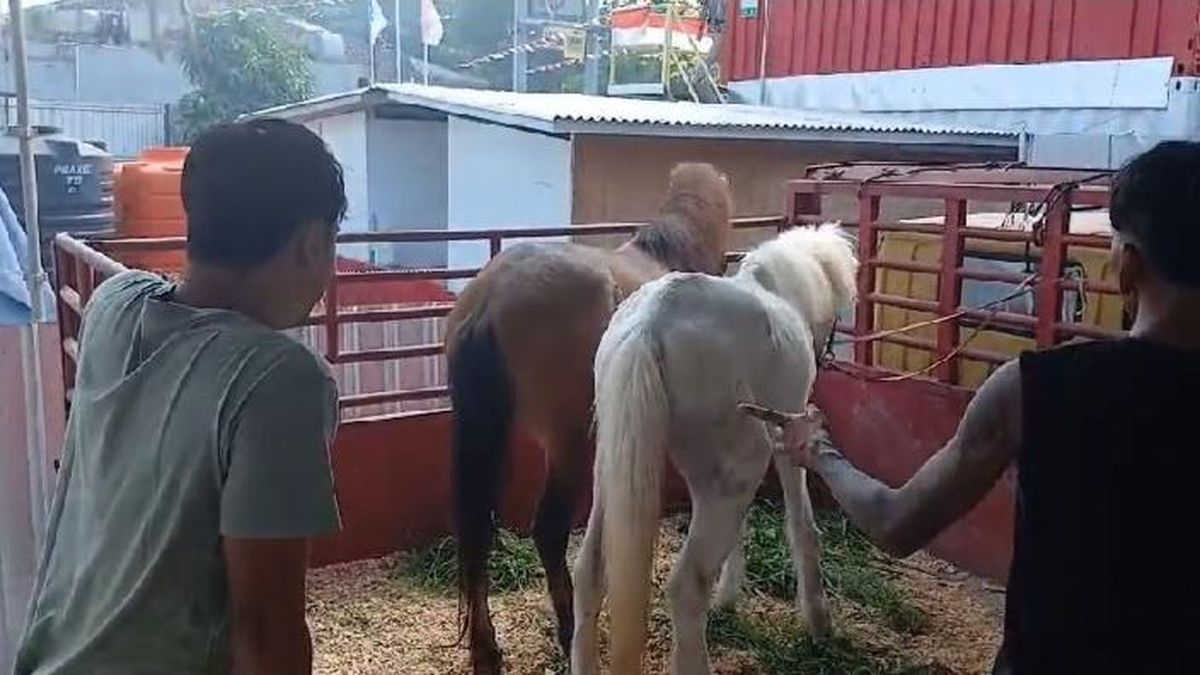 Kuda Putih Diduga Korban Eksploitasi Wisata di Canggu Akhirnya Mati