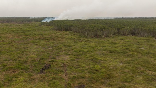Habitat Gajah Terancam Kebakaran Hutan di Padang Sugihan