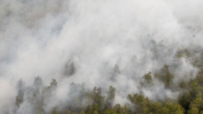 Habitat Gajah Terancam Kebakaran Hutan di Padang Sugihan