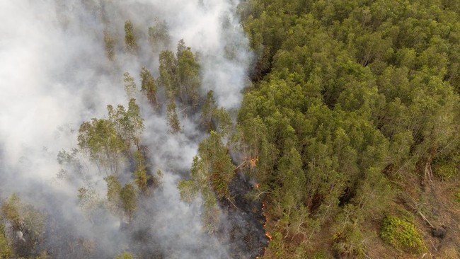 Habitat Gajah Terancam Kebakaran Hutan di Padang Sugihan