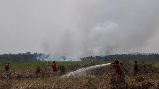 Habitat Gajah Terancam Kebakaran Hutan di Padang Sugihan
