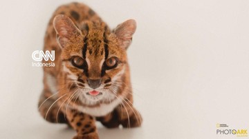 Spesies Kucing Baru Ditemukan di Bolivia, Pertama dalam 100 Tahun
