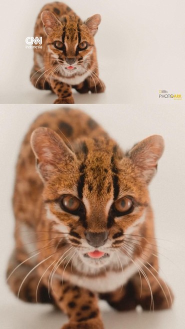 Spesies Kucing Baru Ditemukan di Bolivia, Pertama dalam 100 Tahun