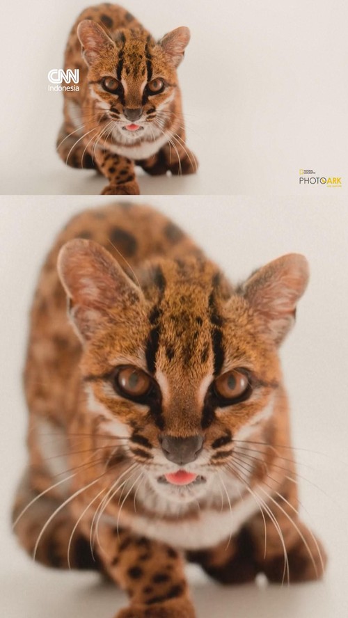 Spesies Kucing Baru Ditemukan di Bolivia, Pertama dalam 100 Tahun