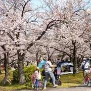 Mengenal Budaya Hanami di Jepang, Bukan Cuma Sekadar Lihat Bunga Sakura Mekar