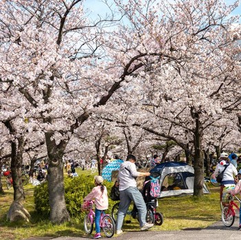 Mengenal Budaya Hanami di Jepang, Bukan Cuma Sekadar Lihat Bunga Sakura Mekar