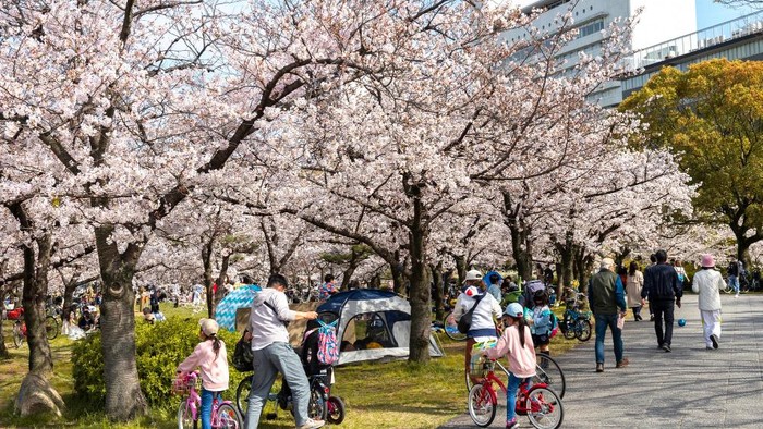 Mengenal Budaya Hanami di Jepang, Bukan Cuma Sekadar Lihat Bunga Sakura Mekar