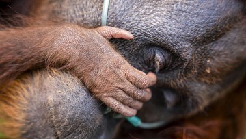 Dokumentasi pelaporan resmi Viral Jasad Orang Utan Mengapung di Sungai, BKSDA Kalteng Turun Tangan