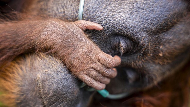 This handout image taken on September 18, 2026 and released on September 19 by Indonesia's Ministry of Forestry and International Animal Rescue Indonesia (YIARI) shows a mother orangutan and her baby being evacuated by joint team members from the Wes