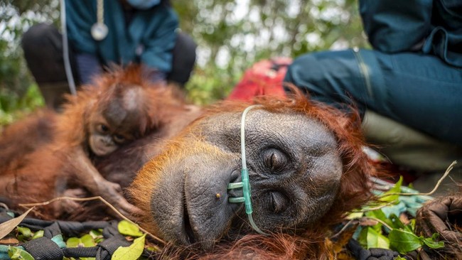 This handout image taken on September 18, 2026 and released on September 19 by Indonesia's Ministry of Forestry and International Animal Rescue Indonesia (YIARI) shows a mother orangutan and her baby being evacuated by joint team members from the Wes