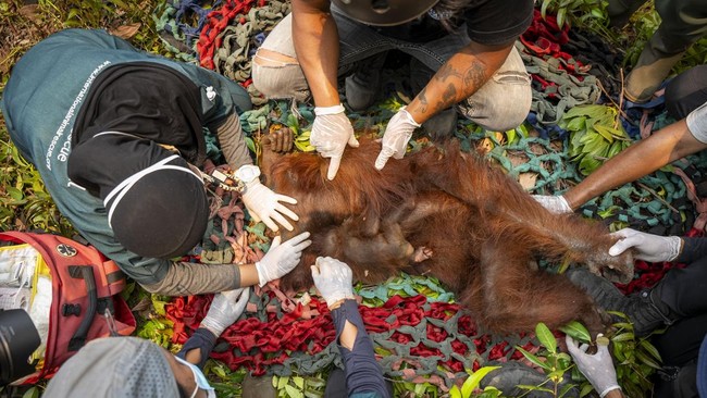 Anggota tim medis Yayasan Inisiasi Alam Rehabilitasi Indonesia (YIARI) memeriksa induk dan anak orangutan yang terjebak di area perkebunan kelapa sawit di Desa Pelang, Kecamatan Matan Hilir Selatan, Kabupaten Ketapang, Kalimantan Barat, Jumat (18/9/2