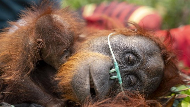 Induk orangutan dipeluk anaknya saat mendapat bantuan oksigen saat dievakuasi dari area perkebunan kelapa sawit di Desa Pelang, Kecamatan Matan Hilir Selatan, Kabupaten Ketapang, Kalimantan Barat, Jumat (18/9/2026). Tim gabungan Balai Konservasi Sumb