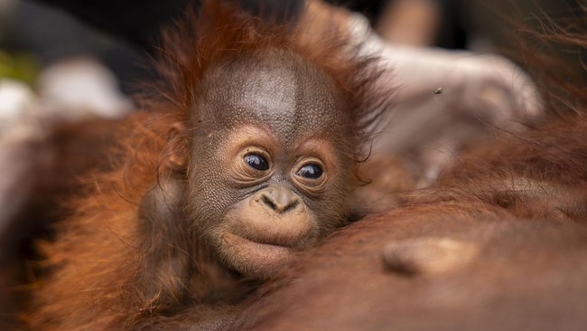 Anak orangutan memeluk induknya yang mendapat bantuan oksigen saat dievakuasi dari area perkebunan kelapa sawit di Desa Pelang, Kecamatan Matan Hilir Selatan, Kabupaten Ketapang, Kalimantan Barat, Jumat (18/9/2026). Tim gabungan Balai Konservasi Sumb