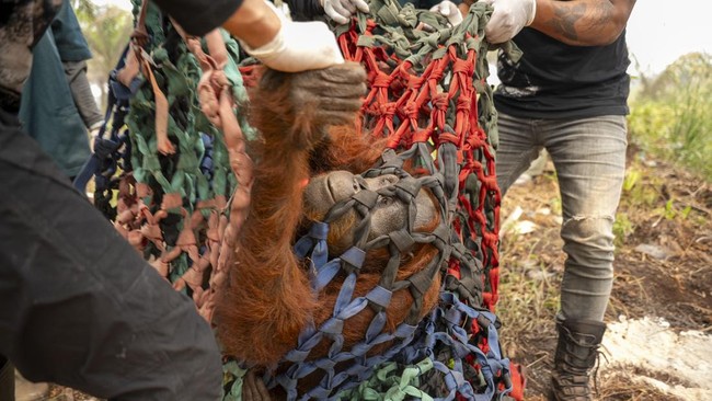Anggota tim medis Yayasan Inisiasi Alam Rehabilitasi Indonesia (YIARI) mengevakuasi induk orangutan yang terjebak di area perkebunan kelapa sawit, Desa Pelang, Kecamatan Matan Hilir Selatan, Kabupaten Ketapang, Kalimantan Barat, Jumat (18/9/2026). Ti