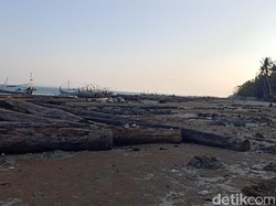 Ratusan Gelondongan Kayu Terdampar di Pantai Sumenep