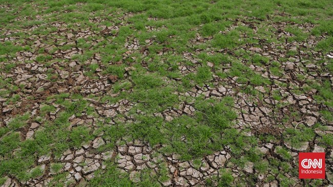 Sejumlah warga beraktivitas di Danau Cinere, Jawa Barat, yang mengalami kekeringan, Minggu (20/9). (CNN Indonesia/Febria Adha L)