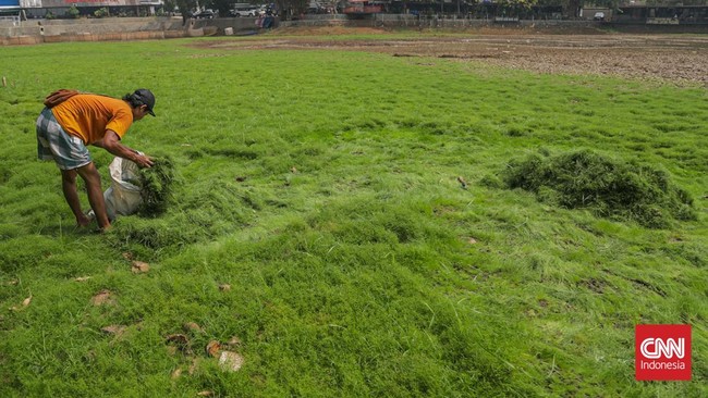Danau Cinere yang biasanya menampung limpasan air hujan kini mengering. (CNN Indonesia/Febria Adha L)