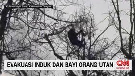 orangutan terjebak karhutla, induk orangutan, bayi orangutan, karhutla Kalimantan Tengah, kebakaran hutan, Desa Madangsari,