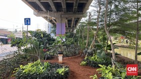 Di bawah Tol Becakayu, Jakarta Timur, terdapat sebuah kegitan perkebunan alias urban farming.