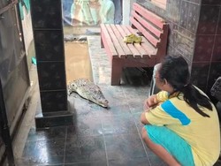 Buaya Dipelihara Warga Bandar Lampung Bikin Resah, Kini Dievakuasi