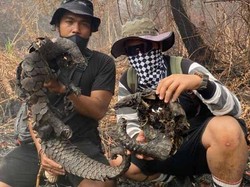 Miris! Dua Trenggiling Ditemukan Hangus di Lahan Terbakar di Kotim