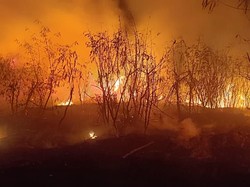 Alang-alang di Kedoya Jakbar Kebakaran, Api Sempat Menyala Besar