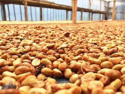 Kenalan Yuk! 4 Metode Pengolahan Kopi yang Bikin Karakter Rasanya Beda