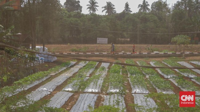 Majelis Sayur, jaringan kolektif para pegiat tani kota di Jagakarsa ini berupaya menggerakkan sekolah tani. Komunitas itu dirintis sejak 2021.