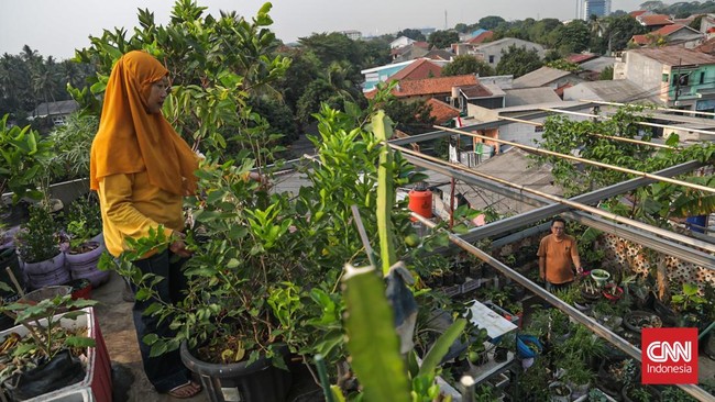 Majelis Sayur, jaringan kolektif para pegiat tani kota di Jagakarsa ini berupaya menggerakkan sekolah tani. Komunitas itu dirintis sejak 2021.