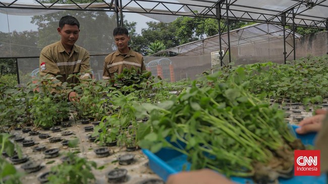 Majelis Sayur, jaringan kolektif para pegiat tani kota di Jagakarsa ini berupaya menggerakkan sekolah tani. Komunitas itu dirintis sejak 2021.