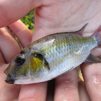 Mengenal Nila Hitam, Ikan yang Jadi Ancaman hingga Dibasmi di Thailand