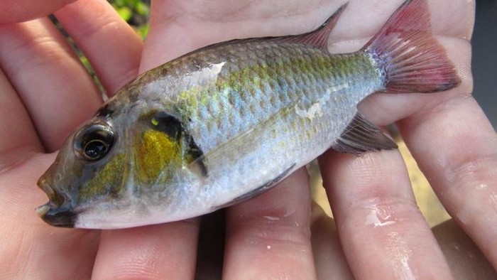 Mengenal Nila Hitam, Ikan yang Jadi Ancaman hingga Dibasmi di Thailand