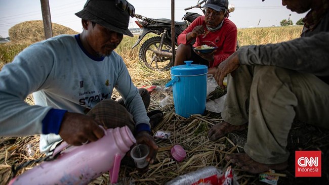 Petani mengangkat padi yang dipanen di areal persawahan Rorotan, Jakarta Utara. (CNNIndonesia/Adi ibrahim)