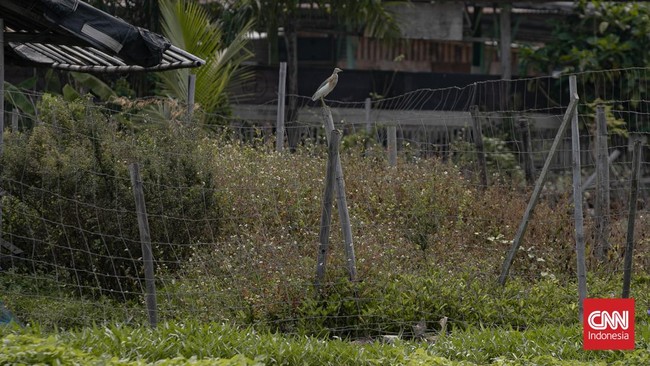 Petani mengangkat padi yang dipanen di areal persawahan Rorotan, Jakarta Utara. (CNNIndonesia/Adi ibrahim)