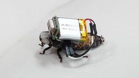 Mahasiswa Undip mengembangkan inovasi berbasis biohybrid robotics yang memanfaatkan kecoak berdesis Madagaskar sebagai hewan pelacak untuk mencari korban bencana