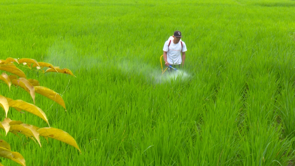 Aksi Inspiratif Petani Banyuwangi Lipatgandakan Hasil Padi