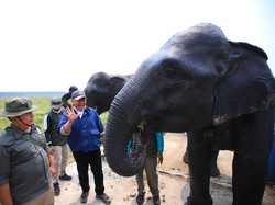 2 Ribu Hektare Lahan Terbakar, Kondisi Gajah di Air Sugihan Diklaim Aman