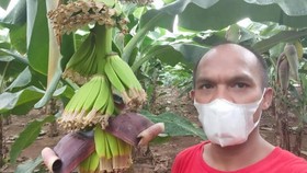 Kusnaedi, jurnalis terdampak pandemi, bertransformasi menjadi petani pisang di Banten. Ia bantu petani lokal  tingkatkan akses pasar hasil pertanian.