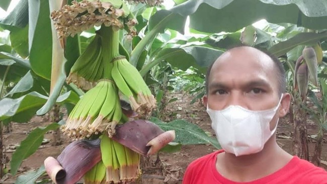 Kusnaedi, jurnalis terdampak pandemi, bertransformasi menjadi petani pisang di Banten. Ia bantu petani lokal  tingkatkan akses pasar hasil pertanian.