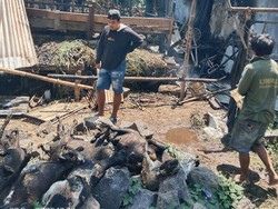 Kandang Kambing di Banyumas Ludes Terbakar, 9 Ekor Mati Terpanggang