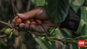 Petugas Dinas Pertamanan dan Hutan Kota merawat tanaman kopi di Hutan Sangga Buana, Cilandak, Jakarta, Selasa (22/9). (CNN Indonesia/Febria Adha L)