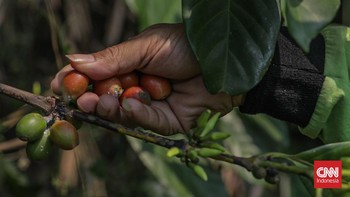 Petugas Dinas Pertamanan dan Hutan Kota merawat tanaman kopi di Hutan Sangga Buana, Cilandak, Jakarta, Selasa (22/9). (CNN Indonesia/Febria Adha L)