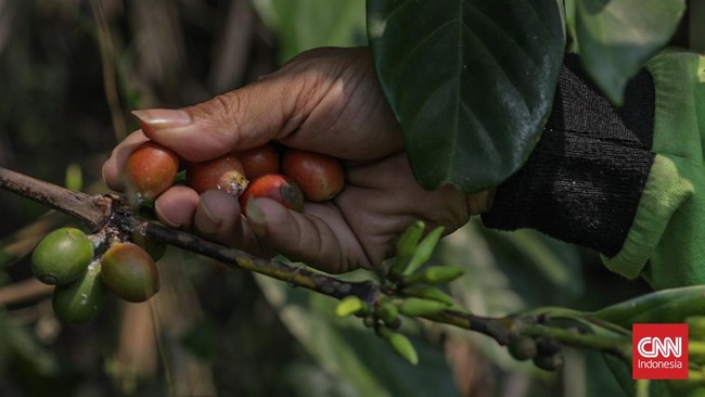 Petugas Dinas Pertamanan dan Hutan Kota merawat tanaman kopi di Hutan Sangga Buana, Cilandak, Jakarta, Selasa (22/9). (CNN Indonesia/Febria Adha L)