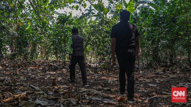 Tanaman kopi dengan beragam varietas di Hutan Sangga Buana, Cilandak, Jakarta, Selasa (22/9). (CNN Indonesia/Febria Adha L)