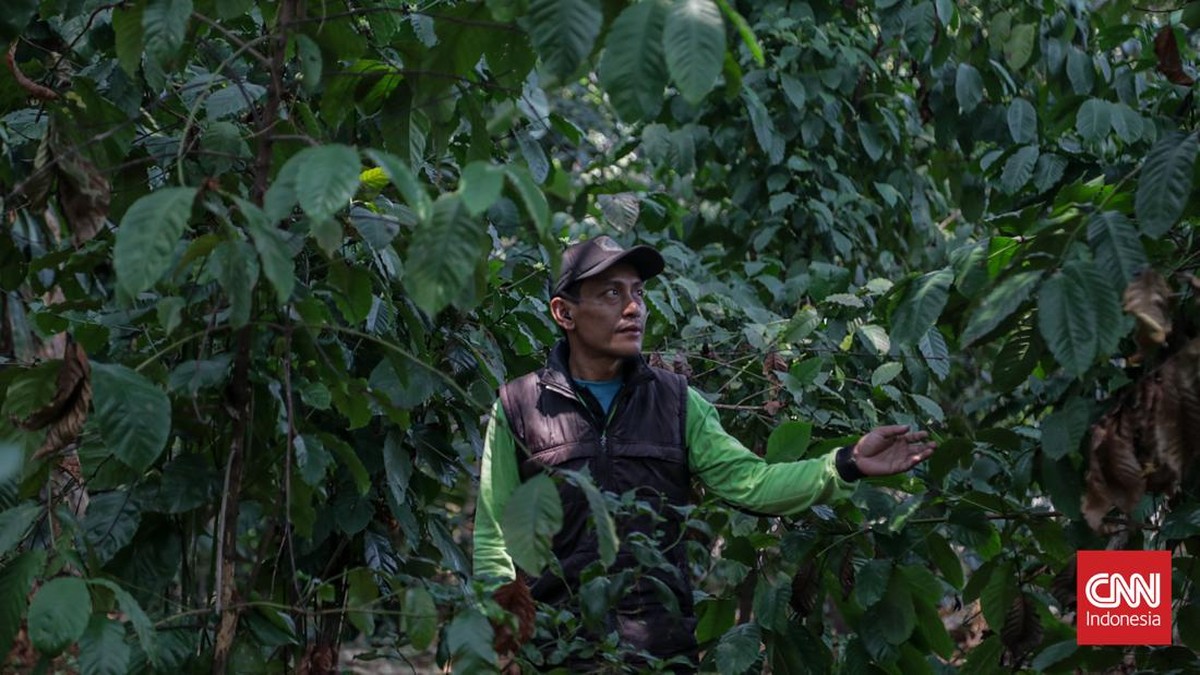 Petugas Dinas Pertamanan dan Hutan Kota merawat tanaman kopi di Hutan Sangga Buana, Cilandak, Jakarta, Selasa (22/9). (CNN Indonesia/Febria Adha L)