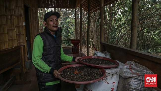 Tanaman kopi di Hutan Sangga Buana dapat tumbuh dengan memanfaatkan bambu dan pepohonan sekitarnya. (CNN Indonesia/Febria Adha L)