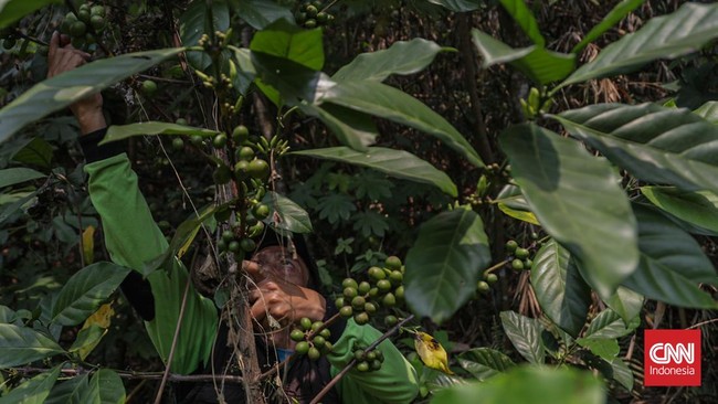Tanaman kopi di Hutan Sangga Buana tidak ditanam secara serentak sehingga waktu panennya pun tidak dapat dipastikan. (CNN Indonesia/Febria Adha L)