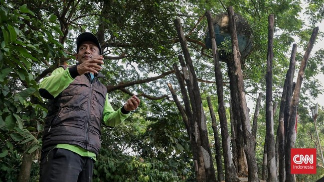 Tanaman kopi di Hutan Sangga Buana, Cilandak, Jakarta, Selasa (22/9). (CNN Indonesia/Febria Adha L)