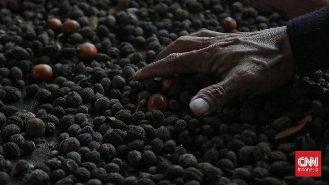 Tanaman kopi di Hutan Sangga Buana, Cilandak, Jakarta, Selasa (22/9). (CNN Indonesia/Febria Adha L)