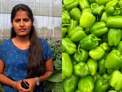 Lulusan S2 Tinggalkan Kerja Korporat, Pilih Panen Paprika hingga Raup Rp7 M!